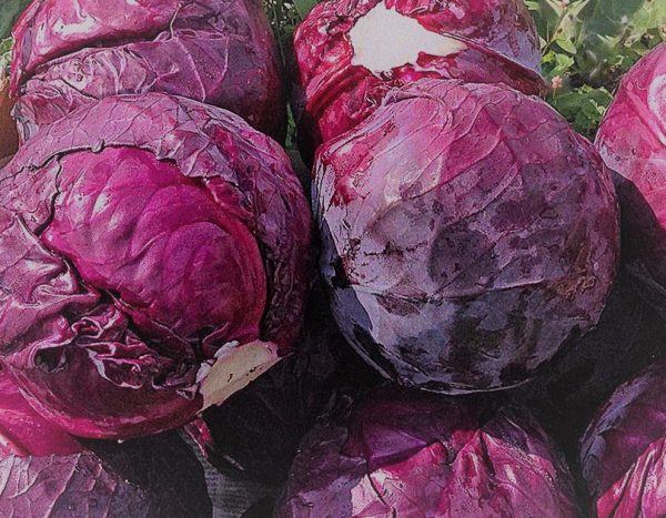 Cavolo Cappuccio rosso
